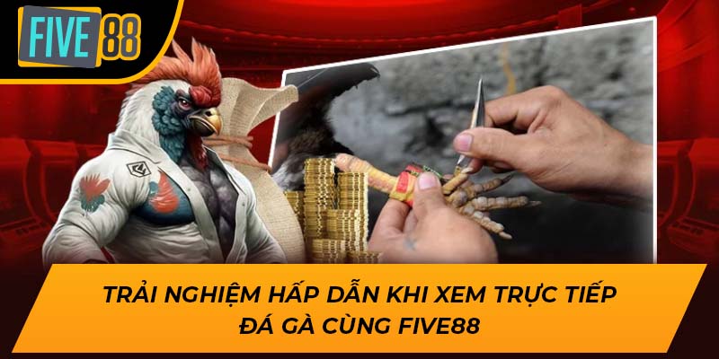 Trải Nghiệm Hấp Dẫn Khi Xem Trực Tiếp Đá Gà Cùng Five88